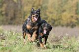 BEAUCERON 346